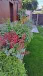 Rulouri de gazon, plante ornamentale,sisteme de irigatie