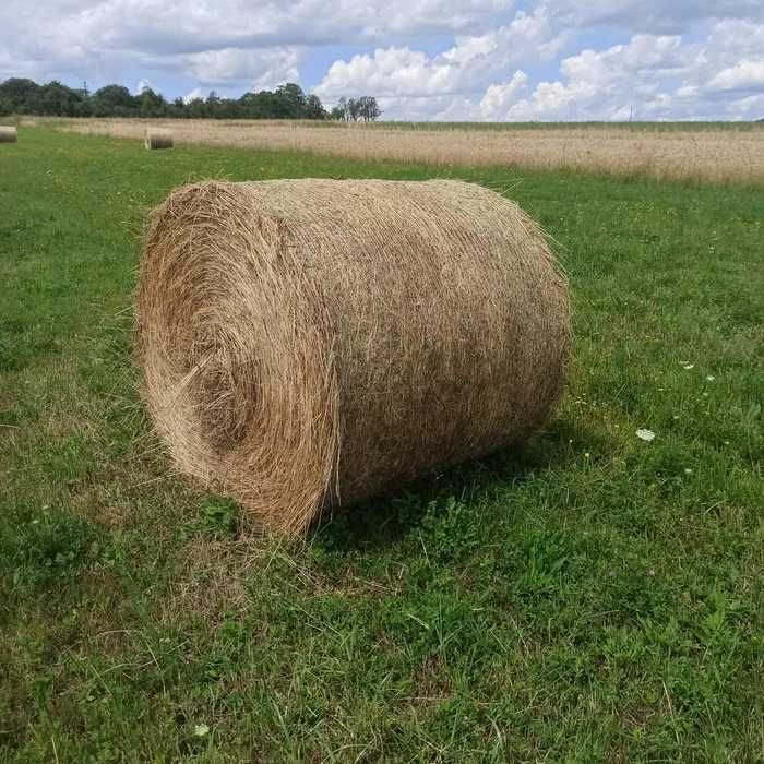 Vând baloți de lucernă și baloți de fân.
