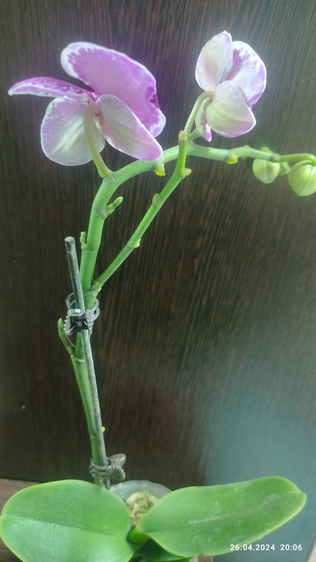 Орхидея Phalaenopsis Chia миди 43см