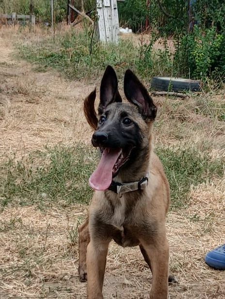 Ciobănesc Belgian Malinois