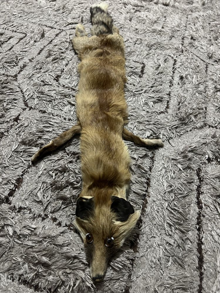 Лисица за палто