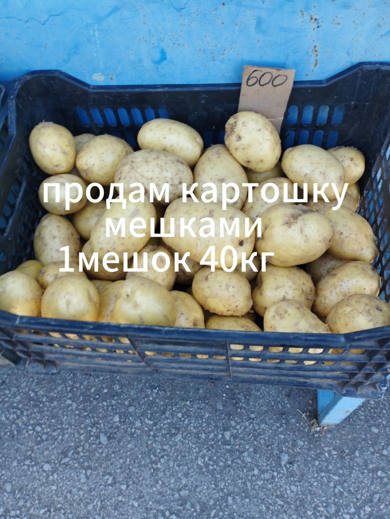 Продам домашнюю картошку мешками очень вкусная молодая