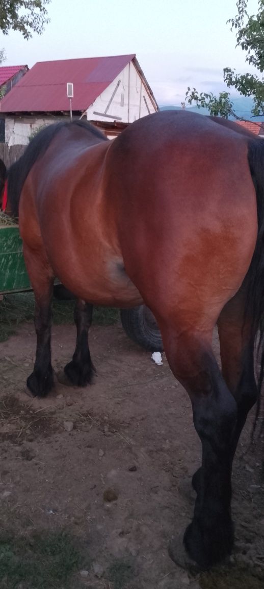 Vând cal castrat de 6 ani