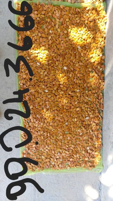 Kadi urug' sotiladi kilosi 70.000