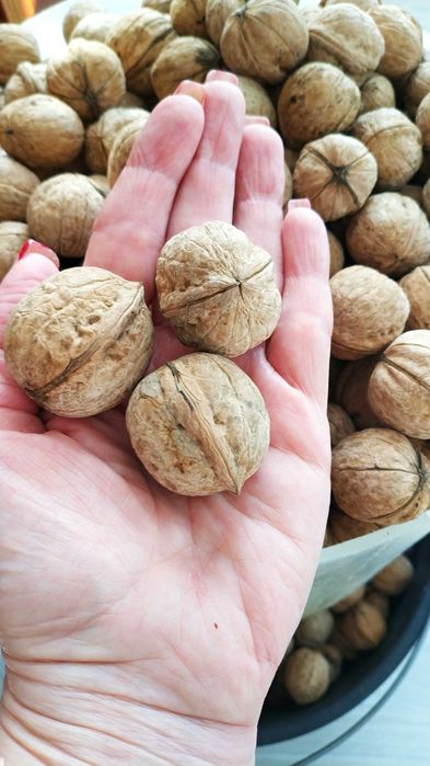 Талгарский грецкий орех