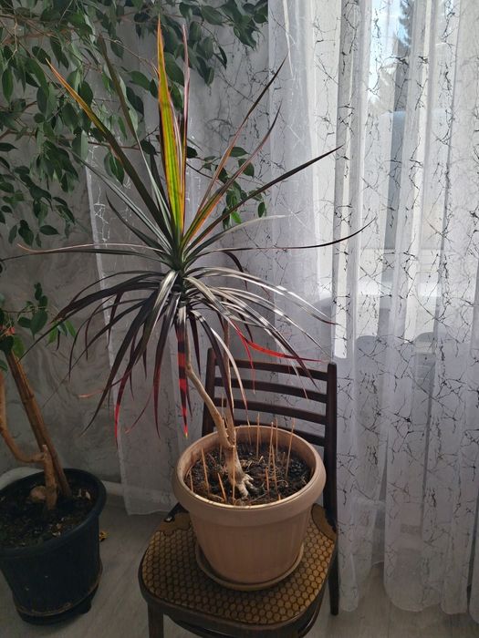 Продам драцену горшок 10л.