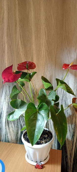 Продам комнатные цветы антуриум или мужское счастье. Писать в Вотсапе