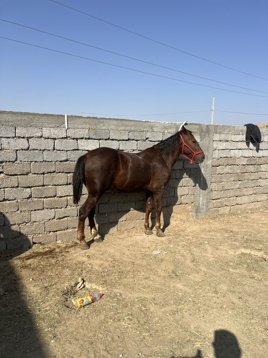 Айгыр Жеребец Лошадь Жылкы резвый мощный  5-лет