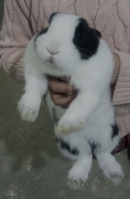 Милый ручной кролик продаётся