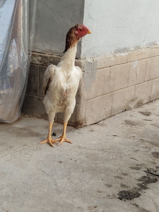 Dakan boboq tovuq Xitoy zoti zor 1tule 2oomin bolshi