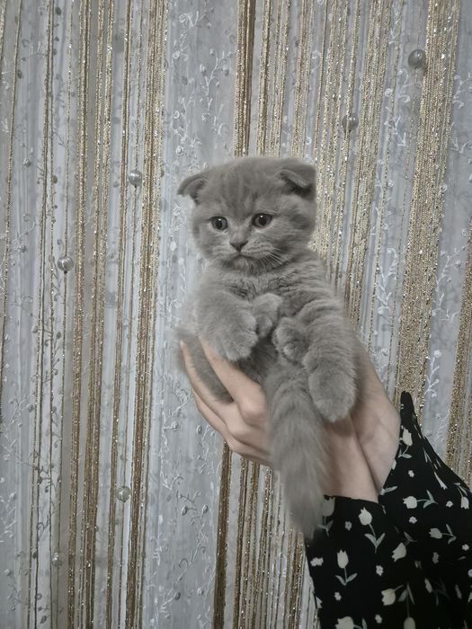 Ширин мушикчаларимизни брон килишни бошлаймиз