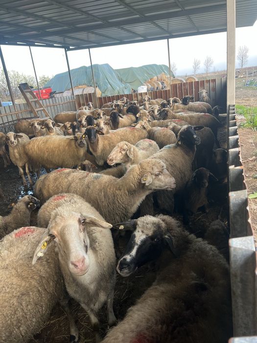 Овце под селекция…