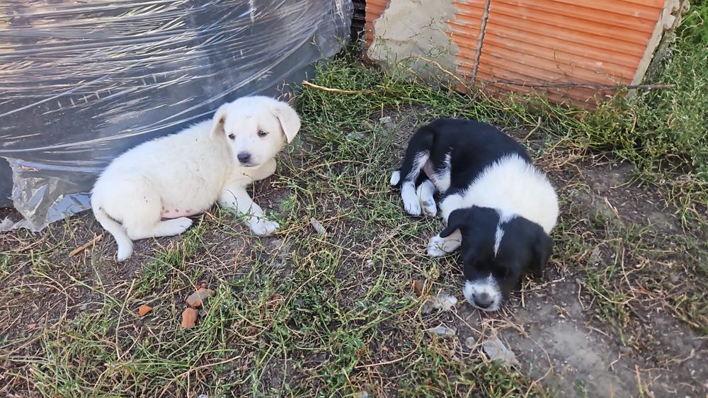 Ofer căței spre adopție 2 fetițe 2 baieti talie mica deparazitati