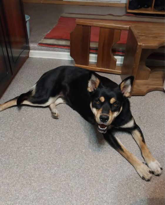 Ищет дом Австралийская кемпи