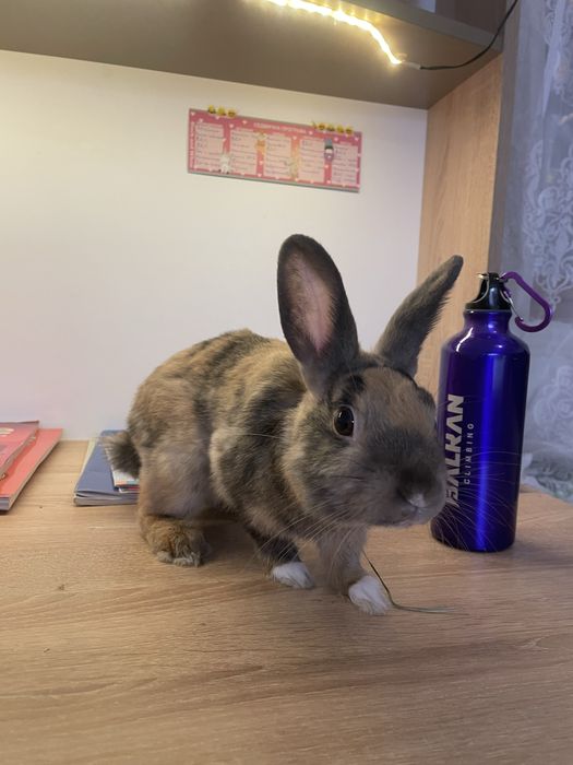 Декоративен заек