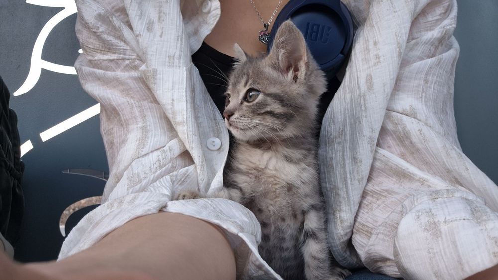 Котенок, девочка, приручена к лотку