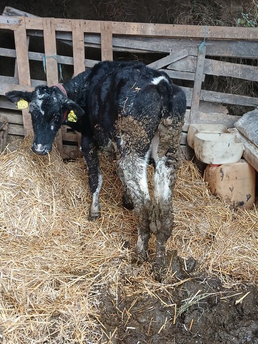 Vitea holstein de vanzare