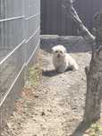 Bichon maltez mini toy