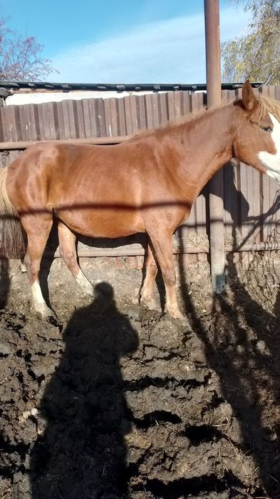 Продам яловую кабылу