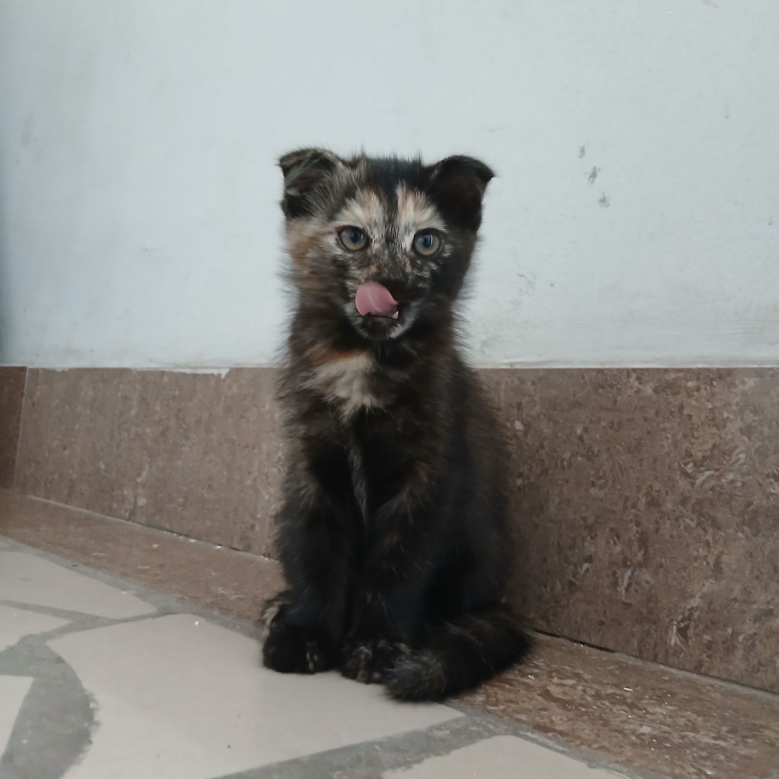 СРОЧНО !!! котята в добрые руки