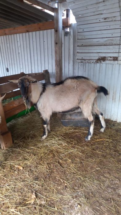 Продам козла парода алпи