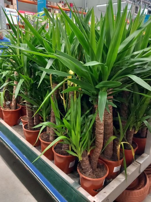 Vând lavanda la ghiveci  și yuca grande