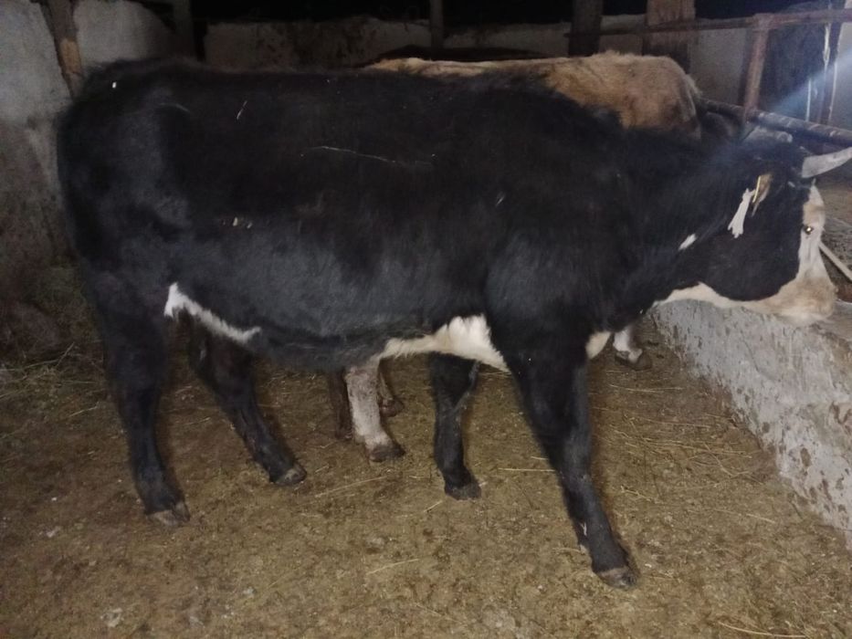 Семіз құнажын 2 жасар 3 семіз сиыр 4-5 жасар бағалары 480000/550000/58