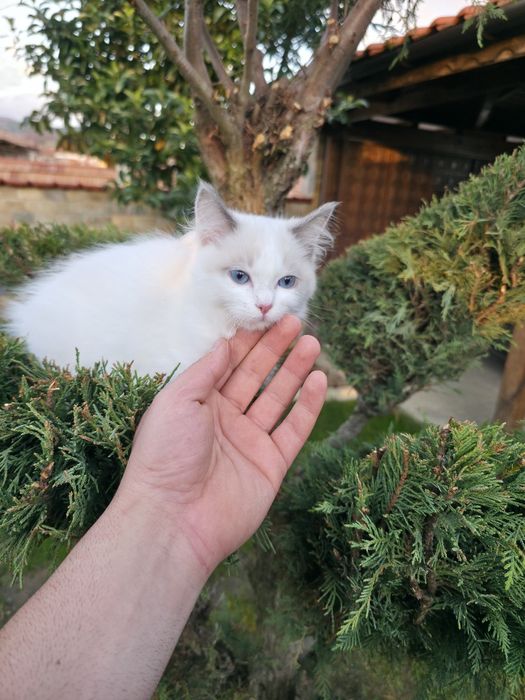 Ragdol/Рагдол на 3 месеца Две женски с родословие