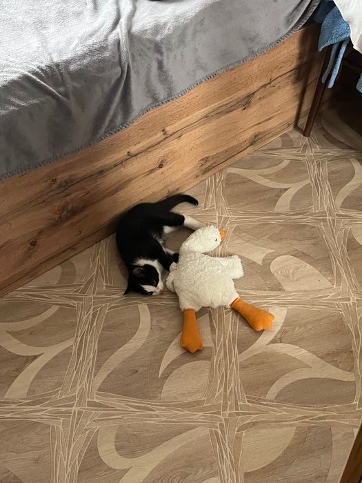 Котенок в добрые руки