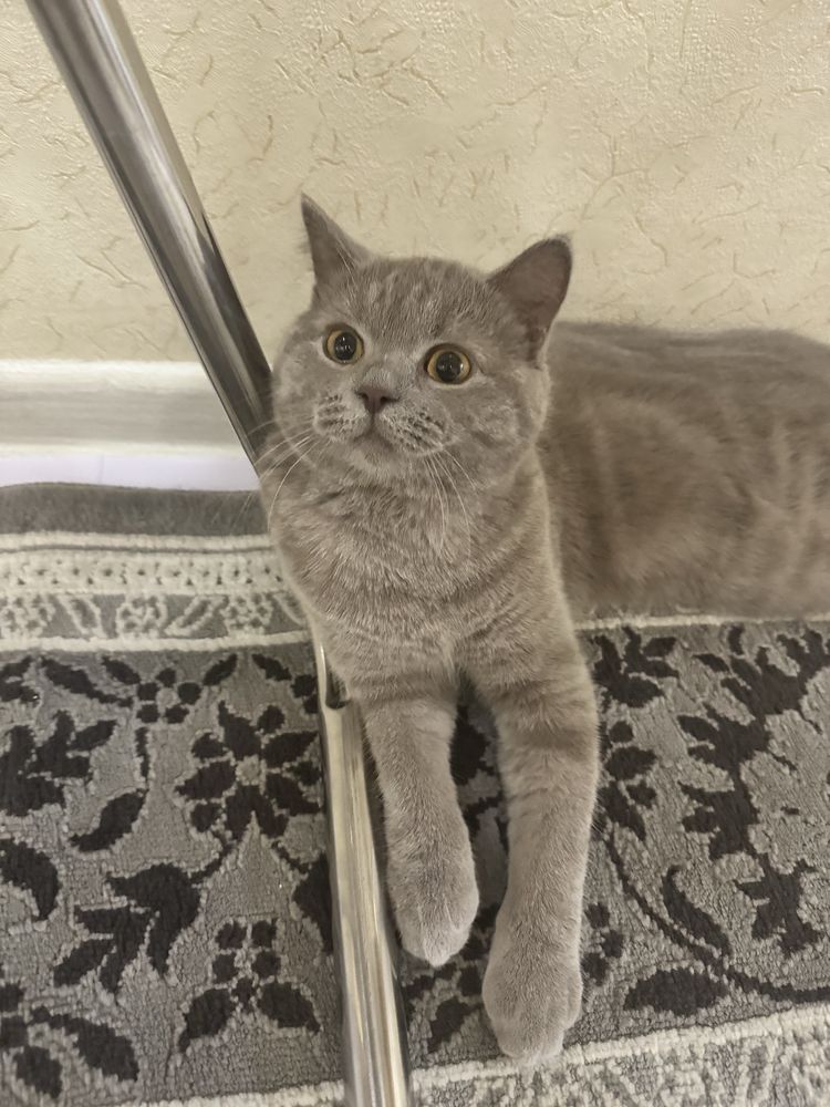 Продается кот (7 мес.)