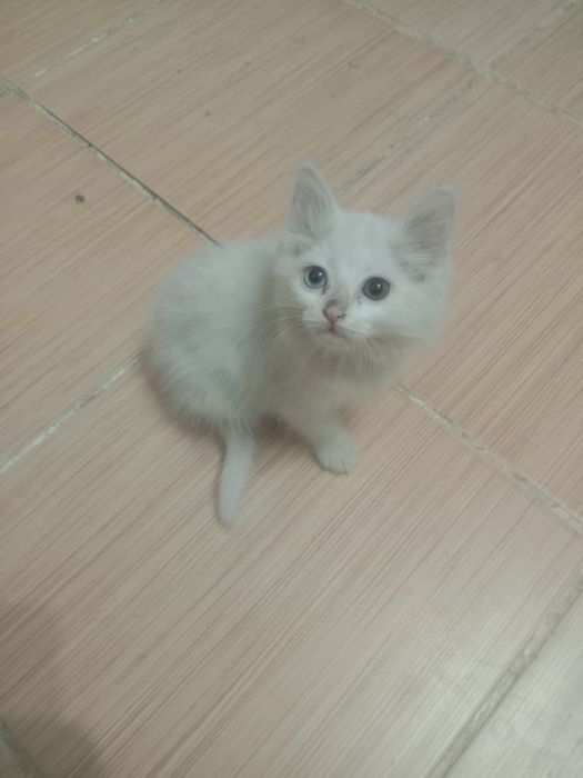 Котята котёнок мысык