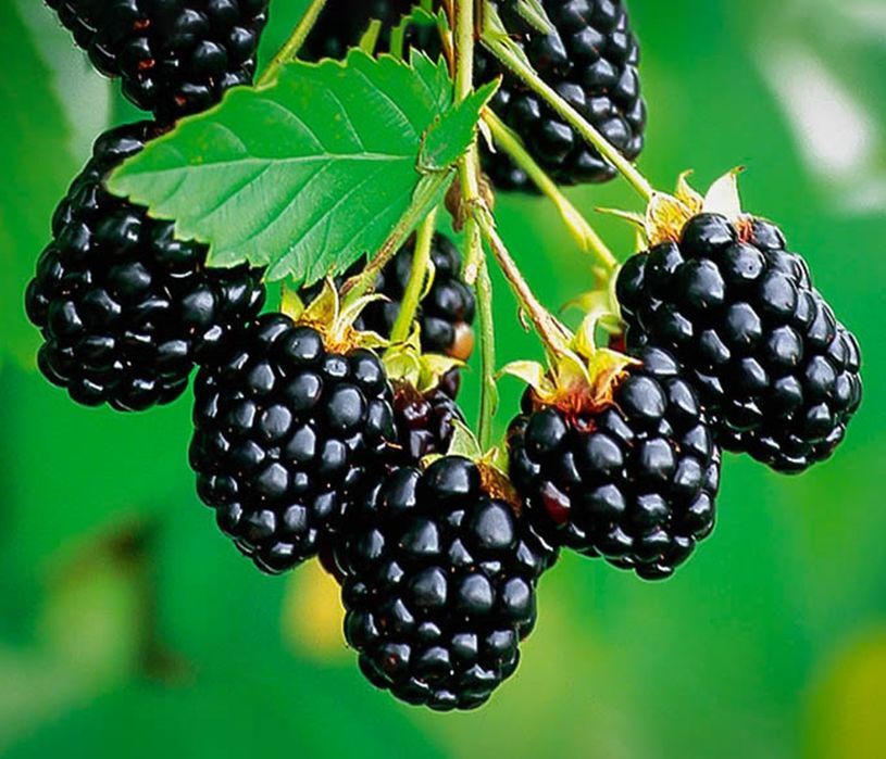 Arbusti fructiferi  Mur de cultura fără spini  ( 7 soiuri)