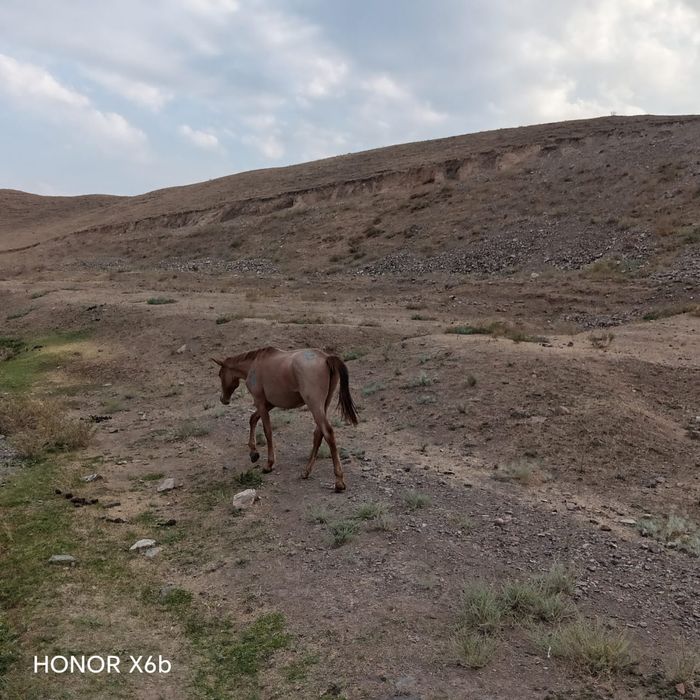 Жас жылқы сатамын, 1,5 жаста еркек