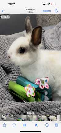 Продам двух декоративных кроликов, 4-5 месяцев