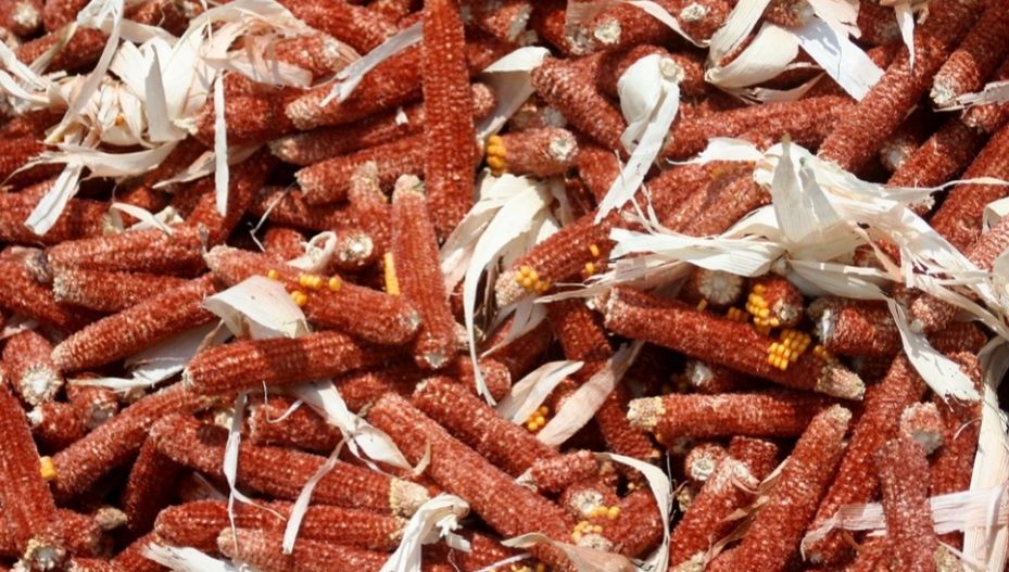 Vand coceni de porumb