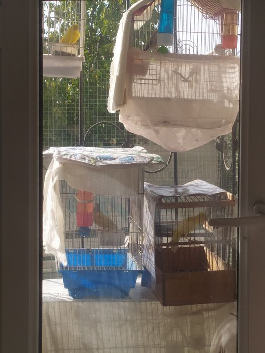 Канареке фсе паюший здоровый