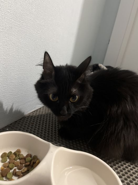 Отдам кошку в добрые руки, девушкам или семье со взрослыми детьми