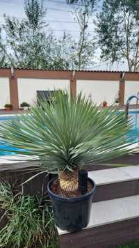 Palmieri yucca originari din spania