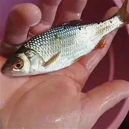 Живец чебак Астана 80тг