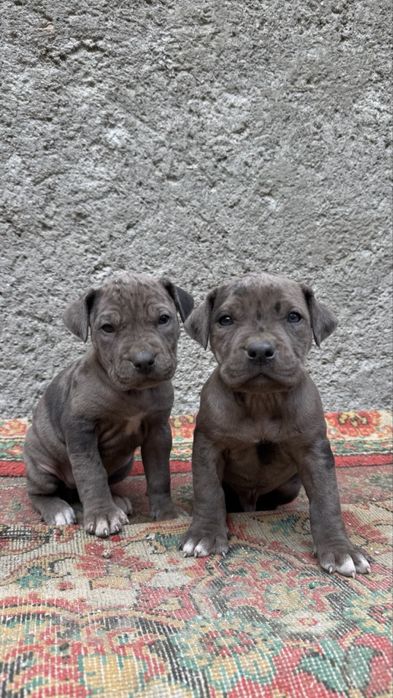 Продается щенки питбуля