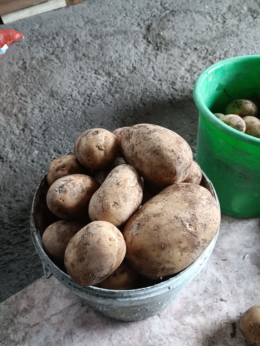 Продам семина домашнего картофеля