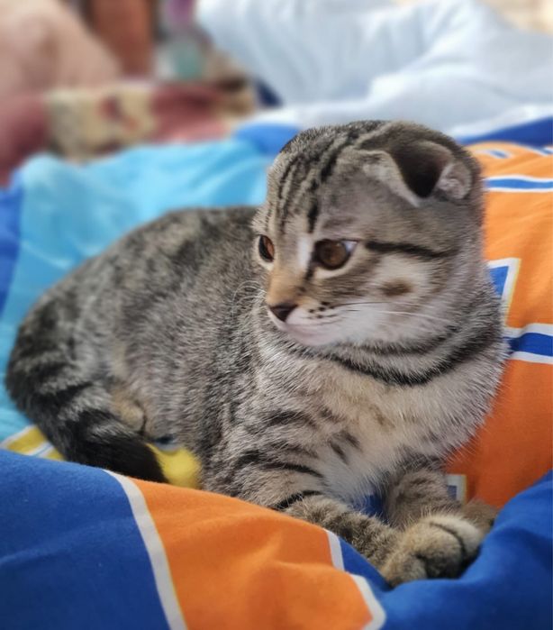 Кошка Скоттиш фолд