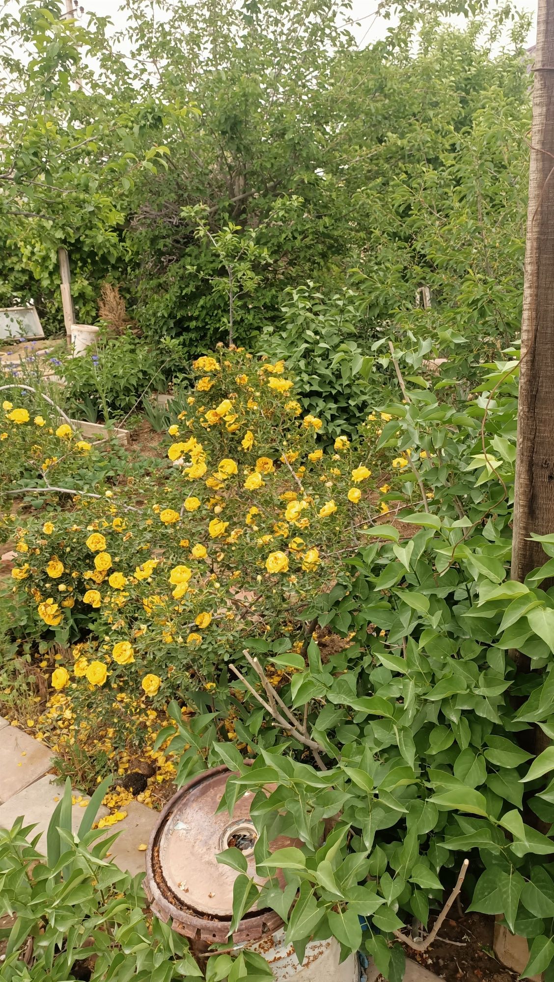 Саженцы многолетних цветов, розы, хризантемы, сирень