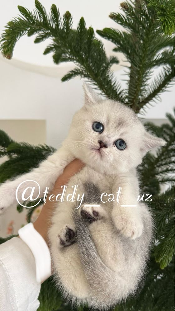 Серебристая шиншилла медвежаты чистокровные
