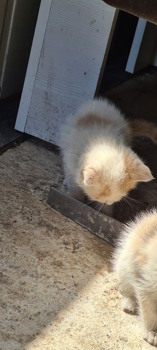 Персидский Котик