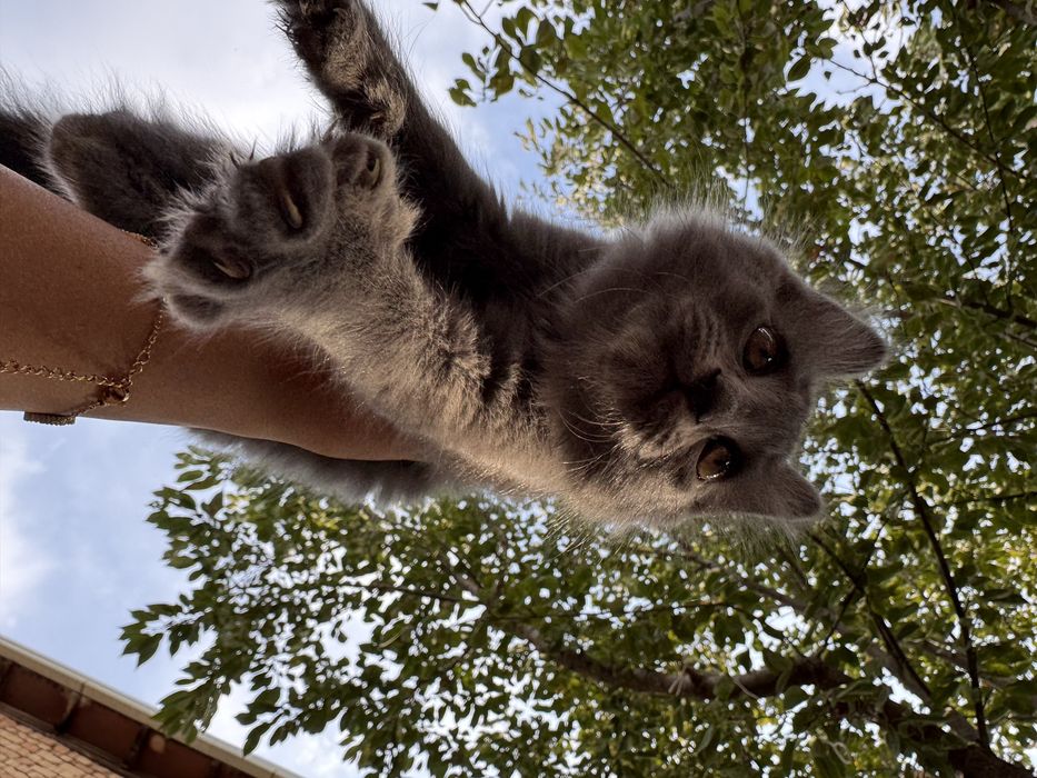 Отдаю бесплатно кошек