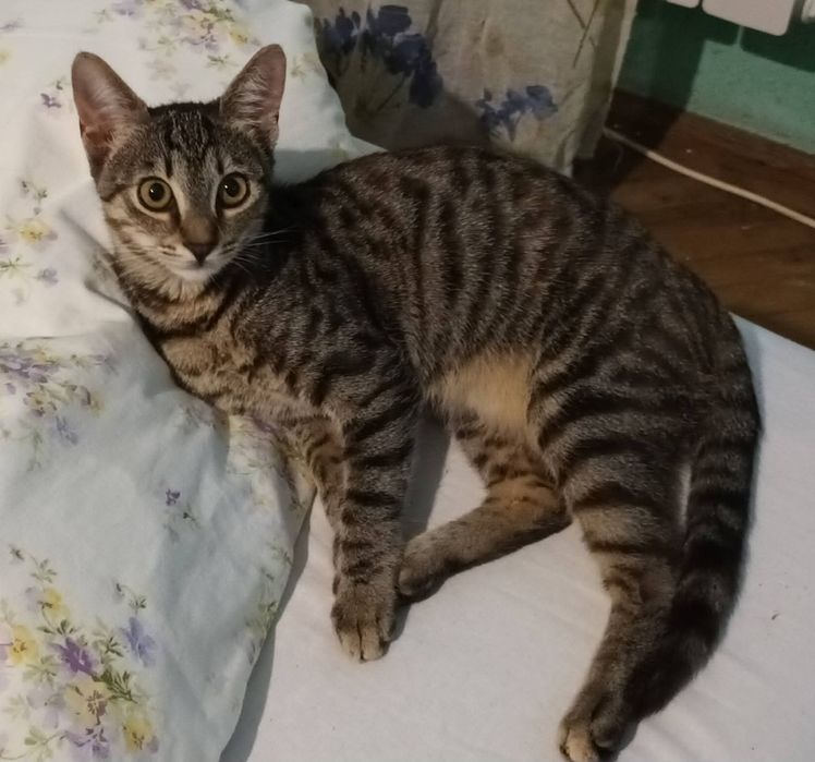 Pisicuta pentru adopție.