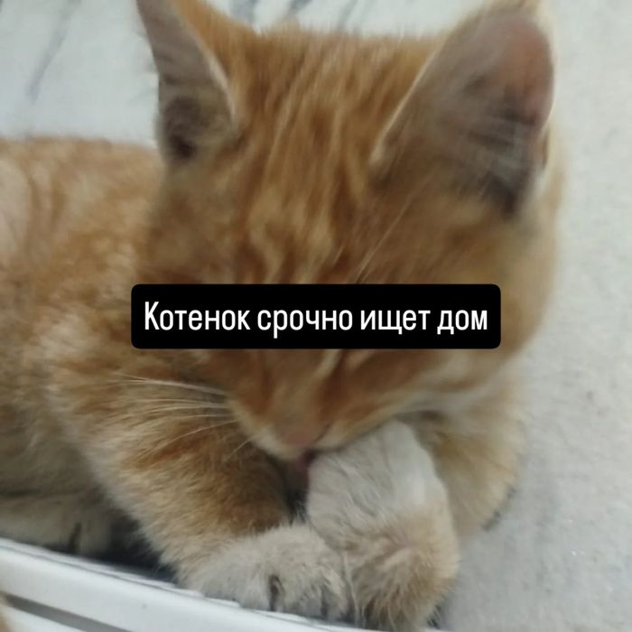 Отдам       даром