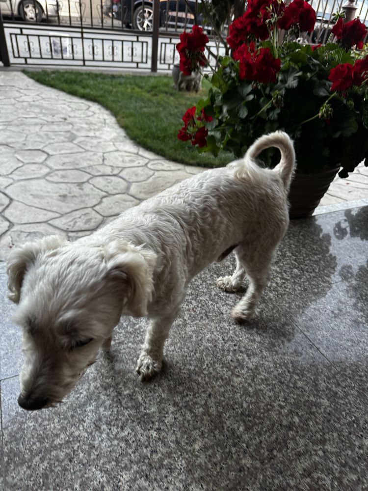 Vand caine bichon maltese,vaccinuri la zi