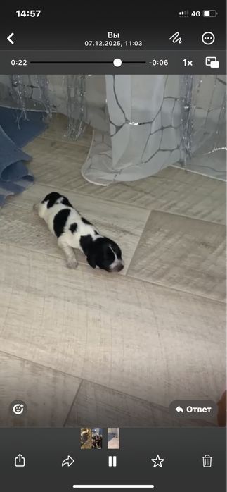 Продам щенков дешево